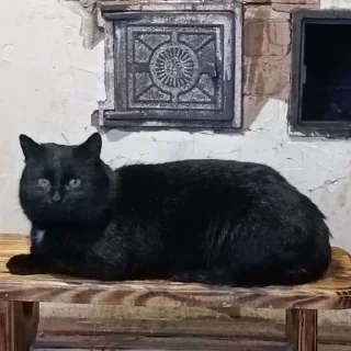 😼