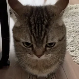 😾