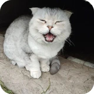 🐱