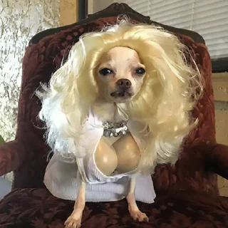 🐶