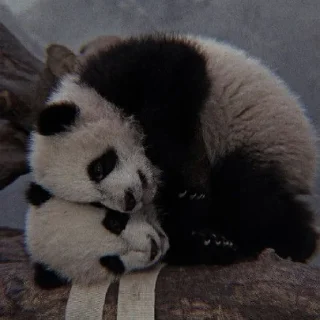 🐼