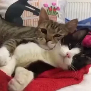 🐈‍⬛