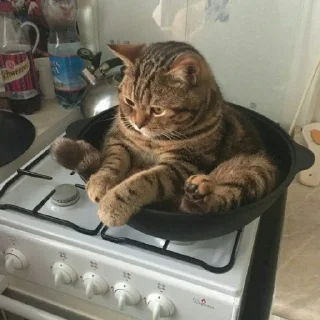 😺