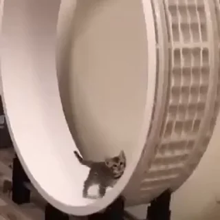 🐾