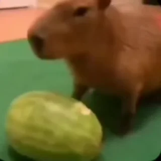капібари мої капібари