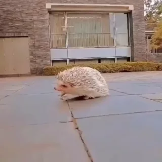 🦔