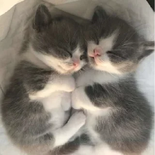🥺