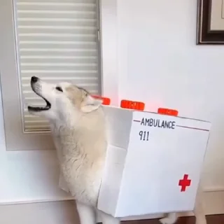 🐩