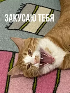 🗣