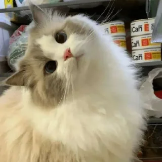 🐈