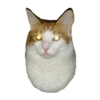 мс пох