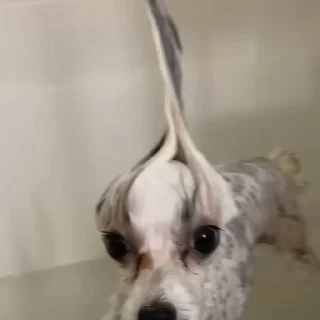 🐶