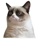 😾