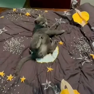 🤩