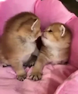 🐱