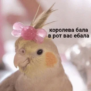 👸