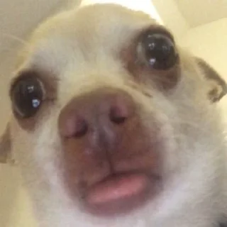 😿