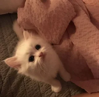 🥺
