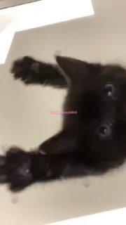 🥸