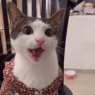 😸