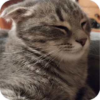🐱