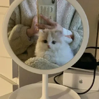 🐈