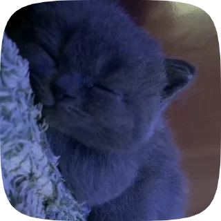💤
