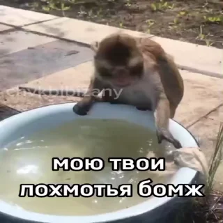 🐵