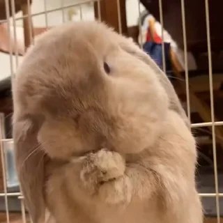 🤩