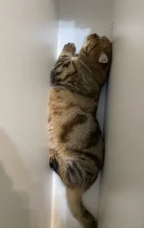 🌟
