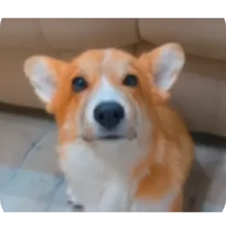 🐶