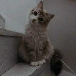 🐈