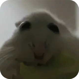 🐹