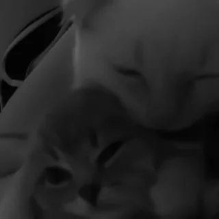 🐈‍⬛️