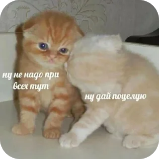 🐱