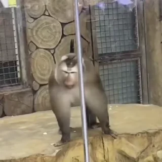 🐒