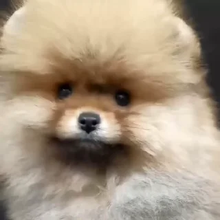 🤩
