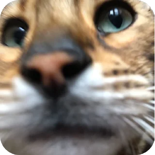 🐱