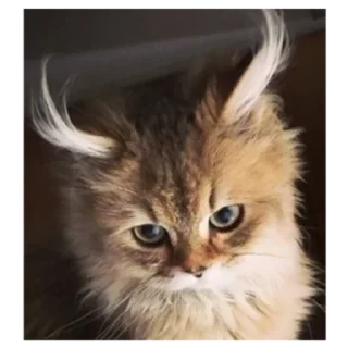 Кото пак