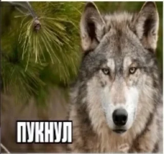 🐺