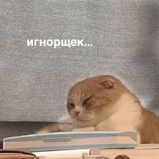 🐱