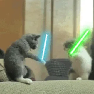 🐱