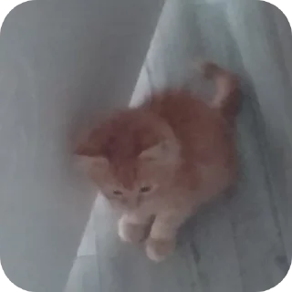 🐱