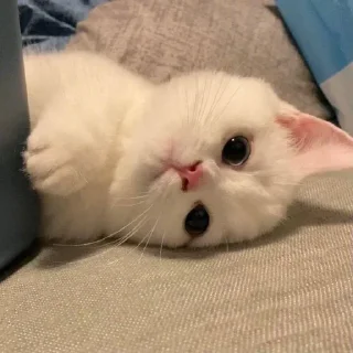 🥺