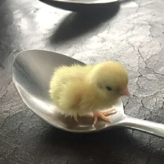 🤩