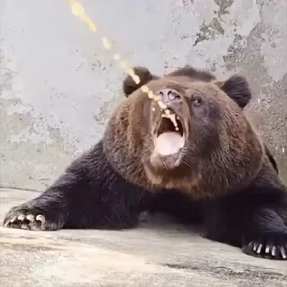 🐻