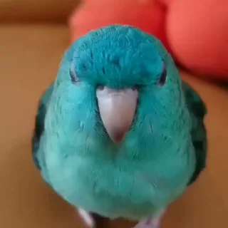 🤩