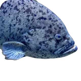 🐠