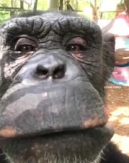 👃