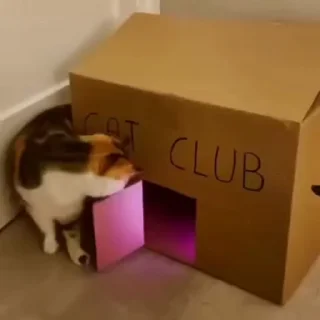 Коты тусовщики @stickroom